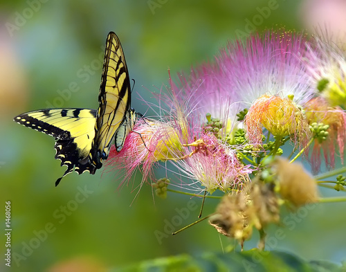 Fototapeta natura kwiat motyl