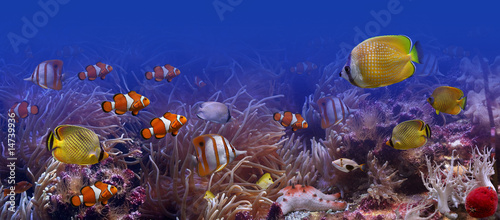 Fototapeta rafa podwodne indonezja