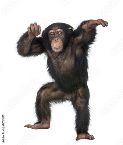 Fotoroleta małpa zwierzę dziki taniec ssak
