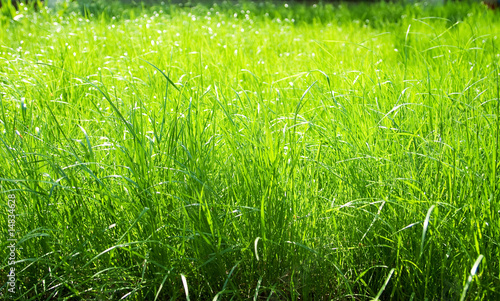 Fototapeta park lato zdrowy trawa