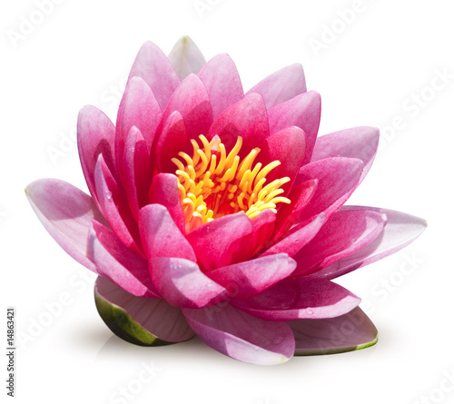 Naklejka azjatycki natura chiny kwiat zen