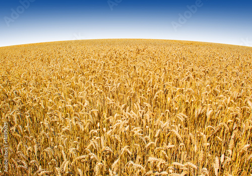 Naklejka zdrowy żniwa rolnictwo niebo
