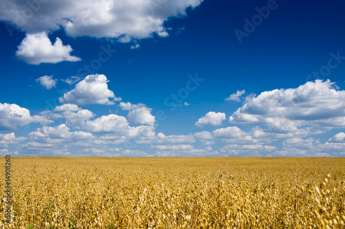 Obraz na płótnie rolnictwo zboże niebo żyto