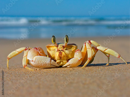 Fototapeta oko zwierzę brzeg skorupiak krab