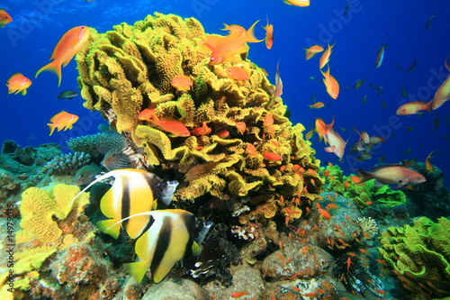 Fototapeta zwierzę morze czerwone tropikalna ryba natura ławica
