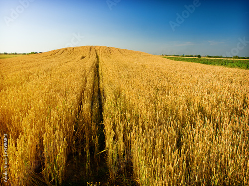 Fototapeta ameryka trawa ziarno zdrowie pszenica
