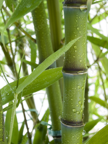 Obraz na płótnie roślina trawa japonia bambus azjatycki
