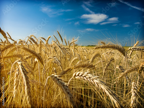 Plakat żniwa zboże trawa ziarno rolnictwo