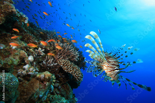 Fotoroleta koral tropikalna ryba morze czerwone morze rafa