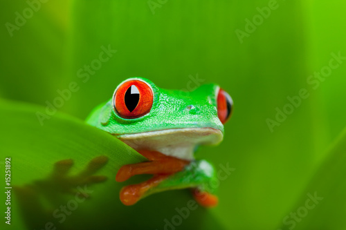 Fotoroleta tropikalny oko roślina żaba natura