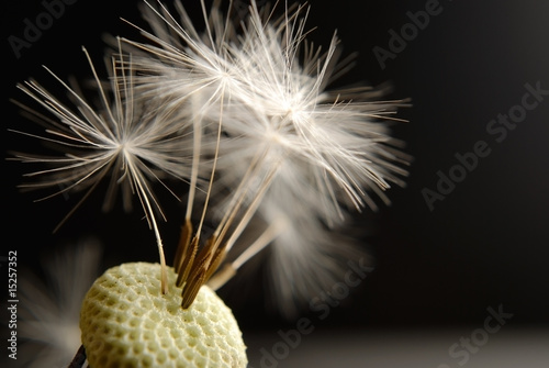 Obraz na płótnie pyłek obraz kwiat