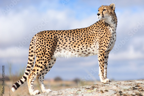 Obraz na płótnie gepard kot pyszny