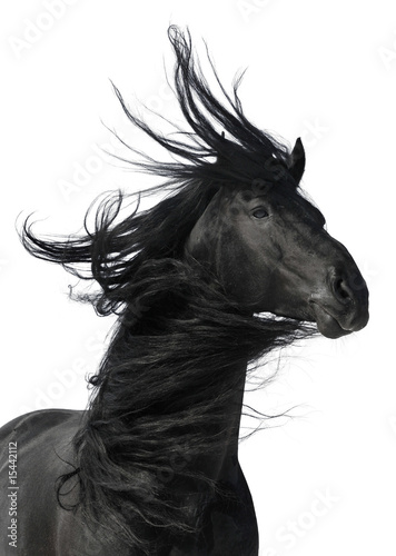Obraz na płótnie zwierzę koń wyścigi konne