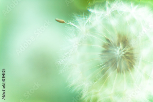 Fototapeta roślina mniszek wzór kwiat