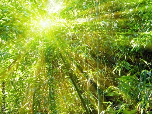 Fototapeta bambus ogród spokojny słońce