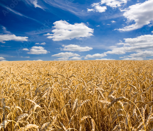 Fototapeta żyto pszenica niebo ziarno rolnictwo