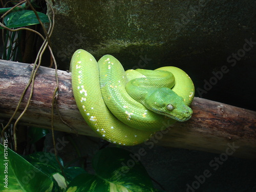 Obraz na płótnie zwierzę dziki wąż ssak