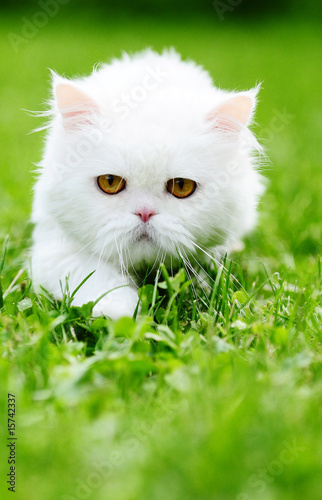 Fototapeta Biały kot na łące