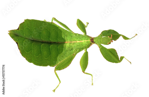 Plakat zwierzę tropikalny zielony liść owad