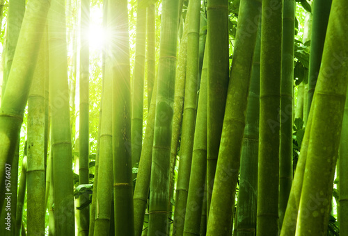 Fototapeta Słońce przebijające się przez bambusowy las