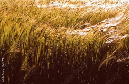 Naklejka krajobraz pszenica jedzenie rolnictwo jęczmień