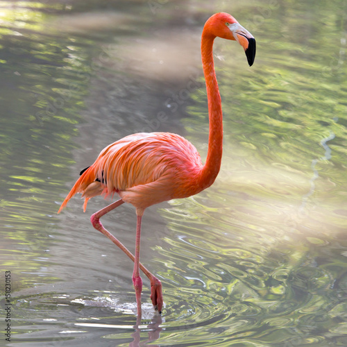 Fotoroleta flamingo zwierzę woda