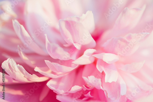 Naklejka Beautiful and tender pink peony flower petals closeup
