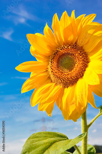 Fotoroleta natura zdrowy kwiat niebo