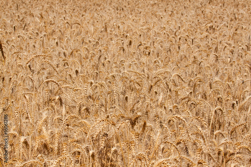 Fotoroleta żniwa pszenica pole lato jedzenie