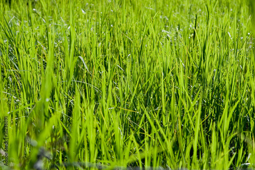 Fototapeta ogród wzór piękny zdrowy łąka