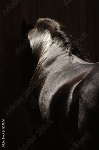 Fotoroleta zwierzę koń grzywa czarny kuper