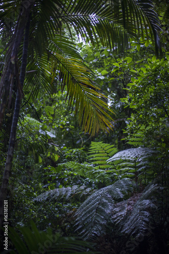 Obraz na płótnie dżungla pejzaż ameryka las natura