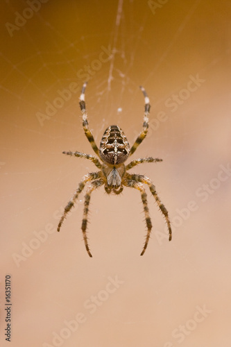 Fototapeta ogród zwierzę pająk