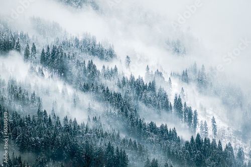 Fototapeta las śnieg niebo