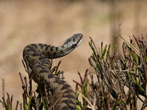 Fotoroleta natura gad dzikie zwierzę wąż uciec