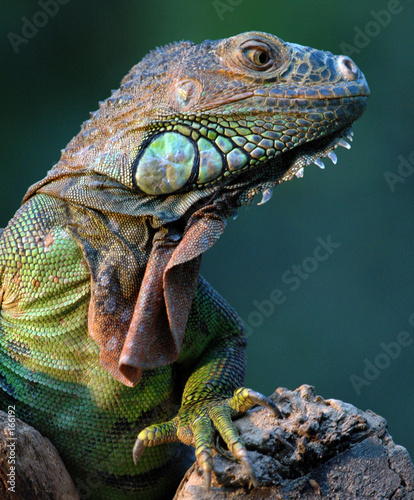 Plakat smok iguana gadowi legwan zielony gekko