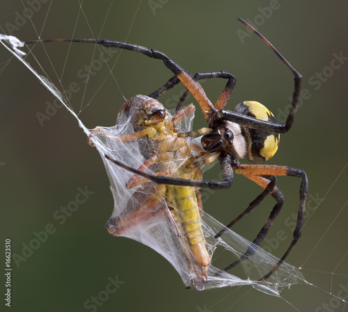 Naklejka pająk zwierzę natura