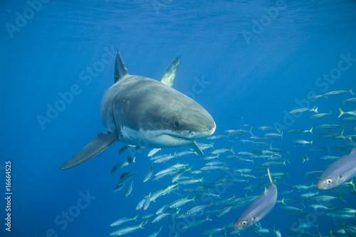 Fototapeta rekin podwodne pacyfiku pływanie
