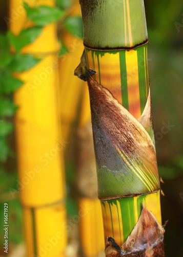 Fototapeta chiny bambus linia żółty