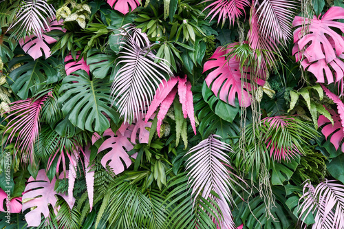 Fototapeta egzotyczny kwiat las dżungla