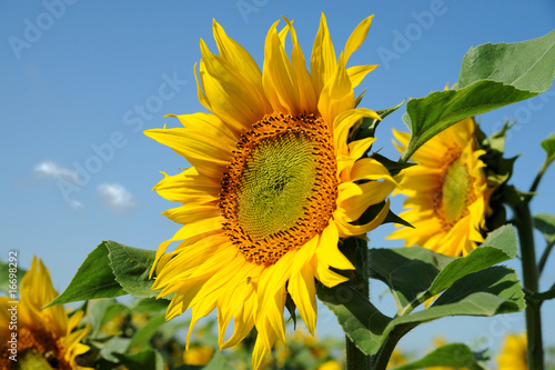 Plakat słońce niebo słonecznik lato roślina