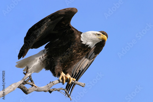 Fotoroleta ameryka ptak zwierzę wolność