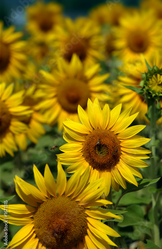 Fotoroleta słonecznik kwiat pole