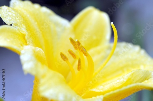 Fototapeta kwiat woda pąk roślina słońce