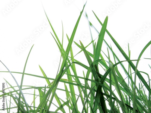 Naklejka trawa trawiasta zielony lea