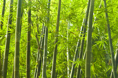 Obraz na płótnie azja zen las japoński drzewa