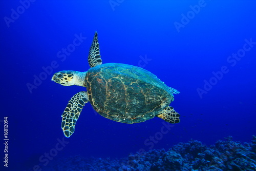 Fototapeta żółw ryba egipt tropikalna ryba