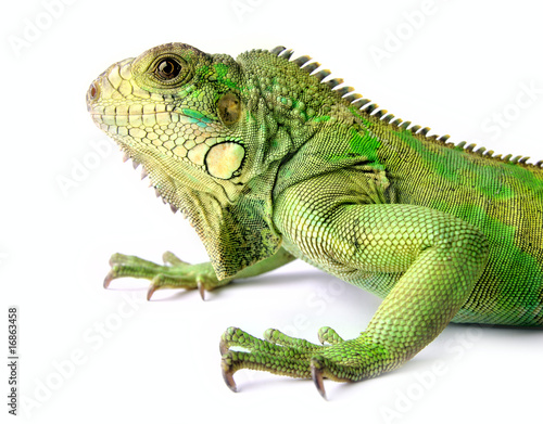 Fototapeta dżungla gad roślinożerca iguana gekko