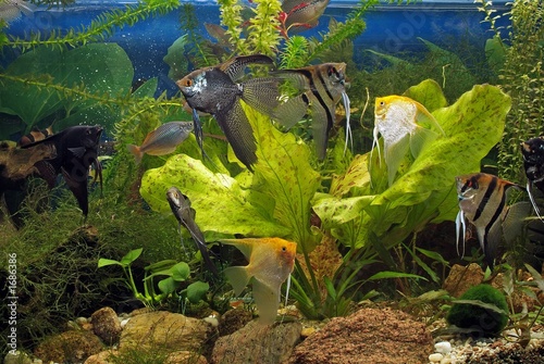 Fotoroleta natura roślina ładny zwierzę podwodne