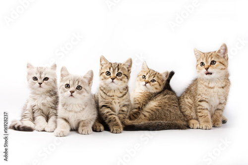 Obraz na płótnie Brytyjskie koty na białym tle